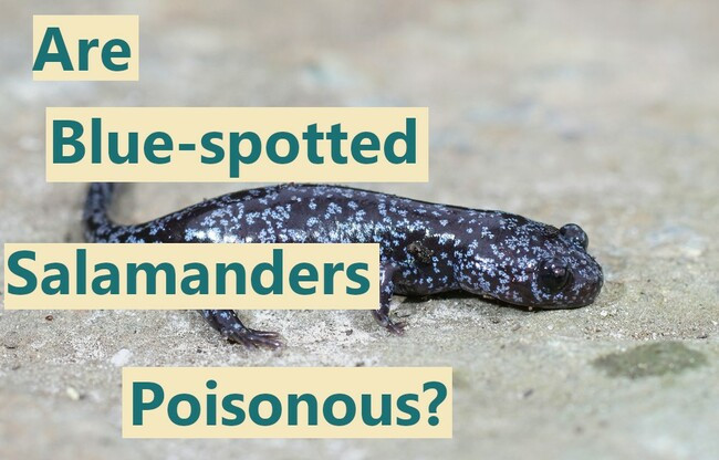 Are blue spotted salamanders poisonous?