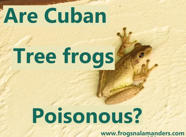 Are Cuban tree frogs poisonous to humans dogs or cats?