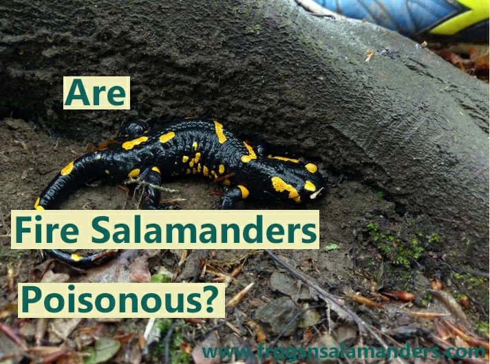 Are fire salamanders poisonous?