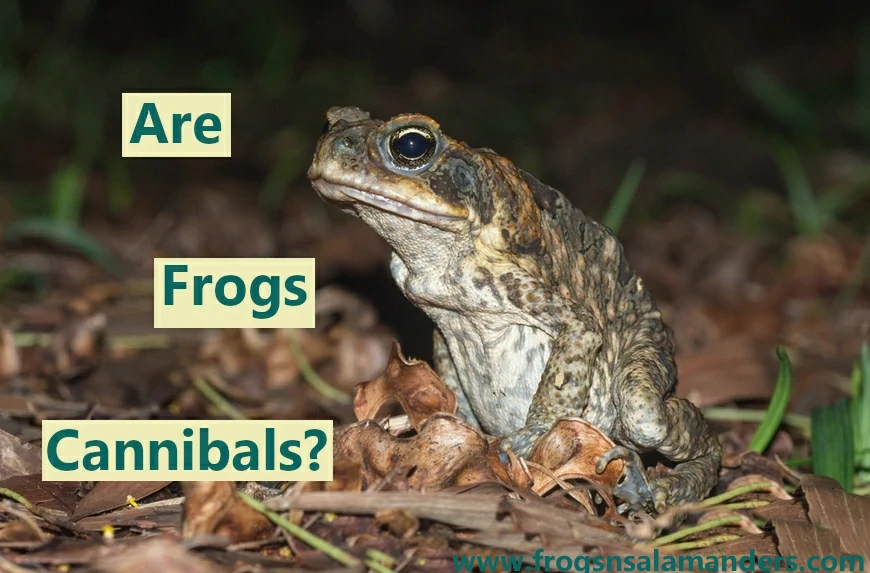 Are frogs cannibals?