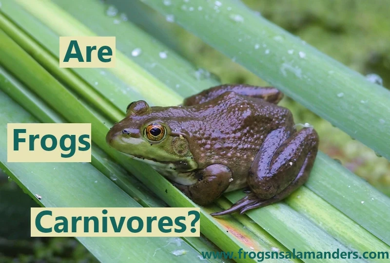 Are frogs carnivores?