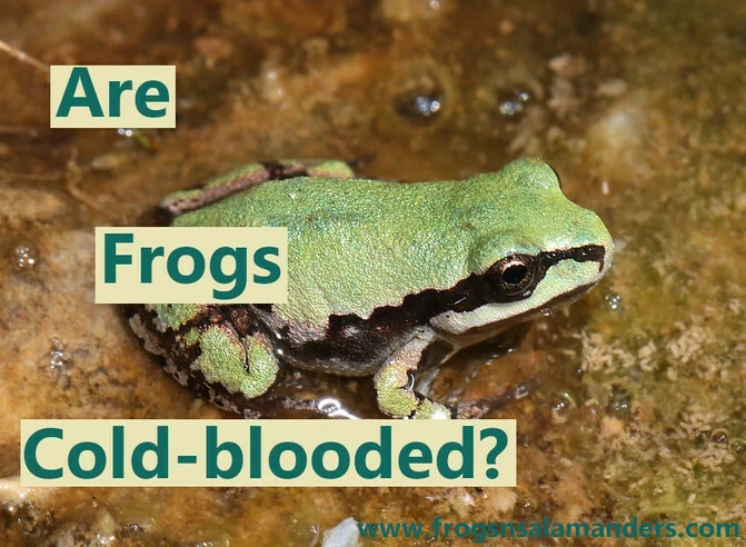 Are frogs cold blooded?