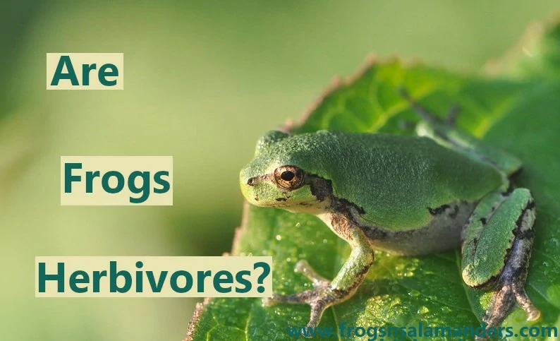 Are frogs herbivores?