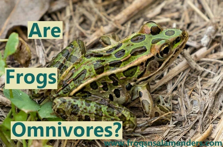 Are frogs omnivores?