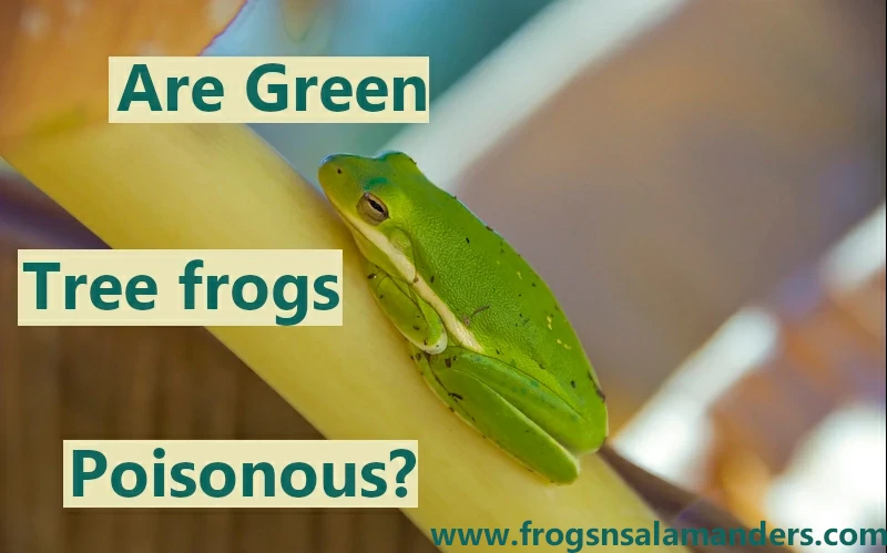 Are green tree frogs poisonous?