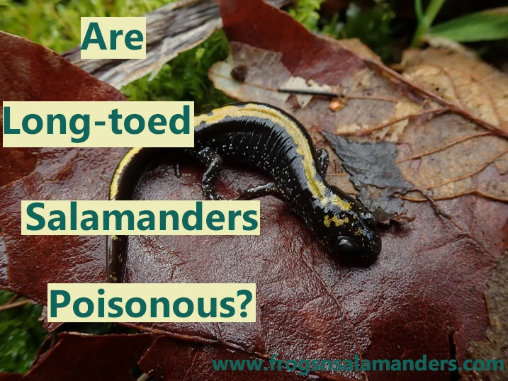 Are long toad salamanders poisonous?