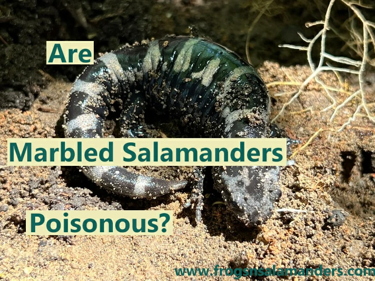 Are marbled salamanders poisonous?