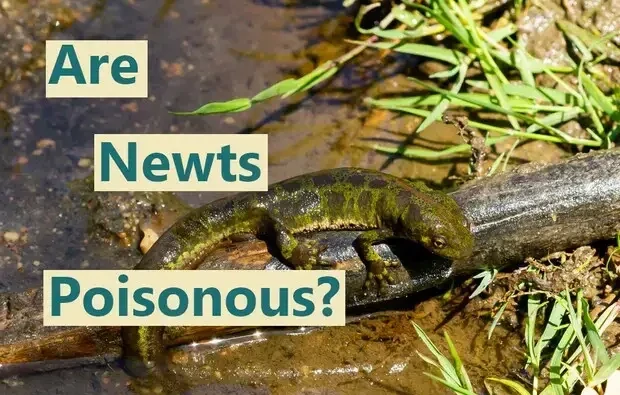 Are newts poisonous?