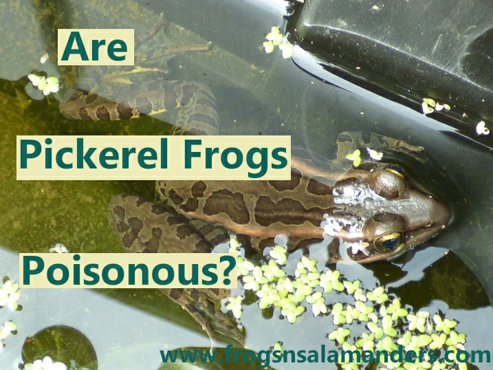 Are pickerel frog poisonous?