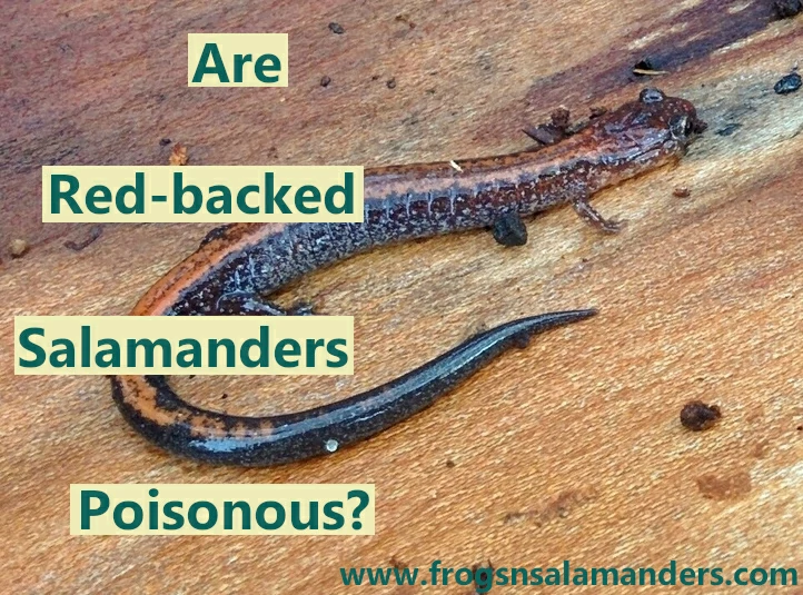 Are red backed salamanders poisonous?