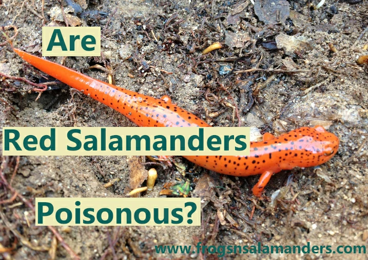 Are red salamanders poisonous?