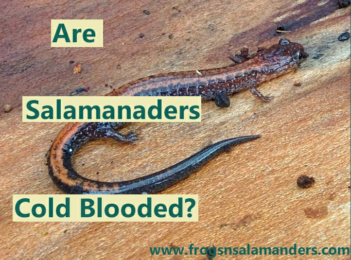 Are salamanders cold blooded?