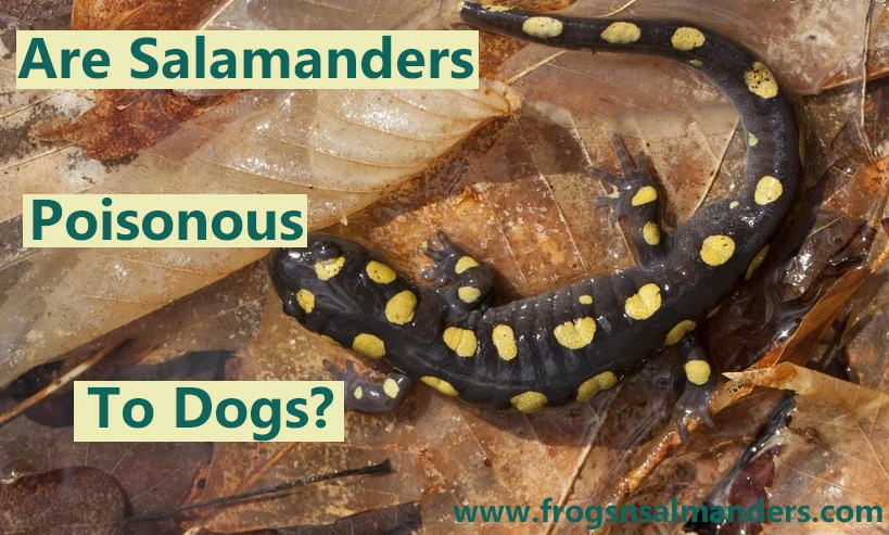 Are salamanders poisonous to dogs?