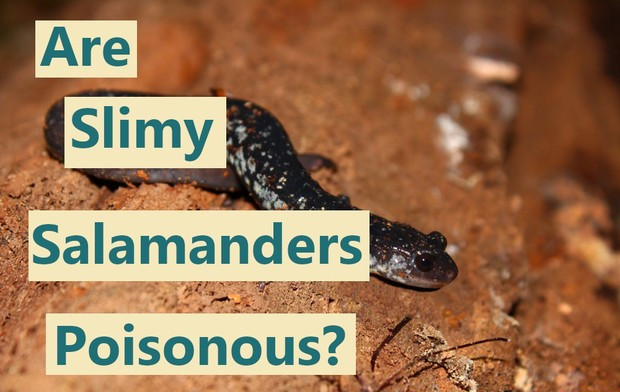 Are slimy salamanders poisonous?