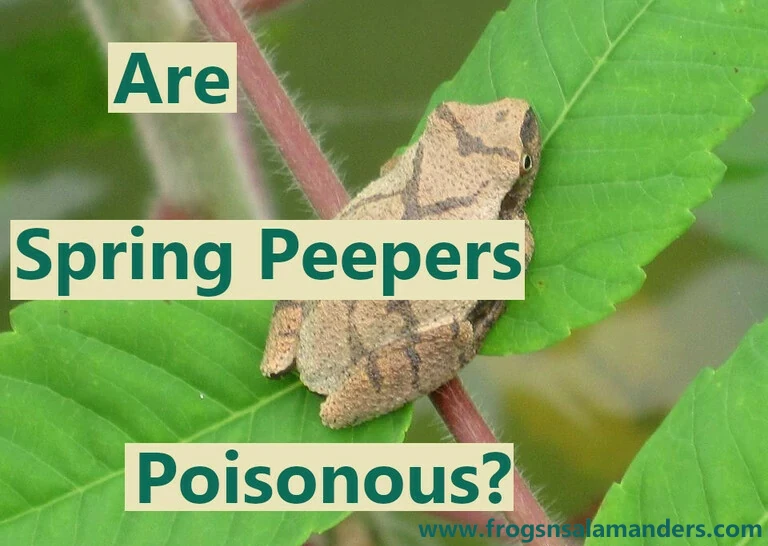 Are spring peepers poisonous?