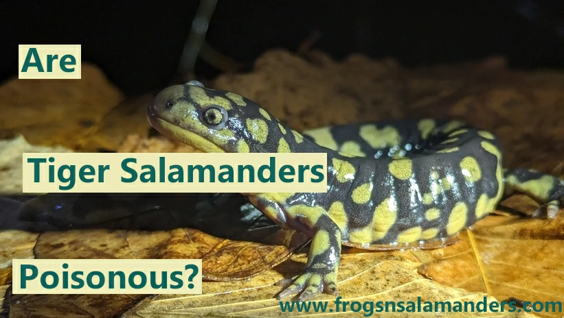 Are tiger salamanders poisonous?