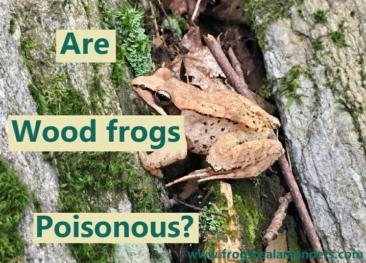 Are wood frogs poisonous?