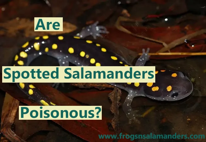 Are yellow spotted salamanders poisonous to humans or pets