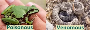 Arizona tree frogs are not venomous