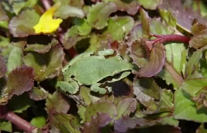 Arizona tree frogs have a coloration that helps them blend into their environments