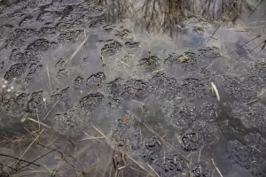 At a distance wood frog egg masses appear bubble like