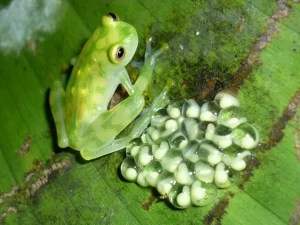 Atrato Glass Frog Hyalinobatrach um aureoguttatum with eggs