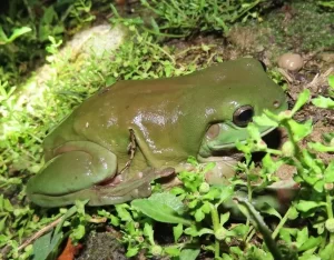 Australian green tree frog