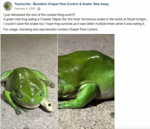 Australian green tree frog eating a coastal taipan