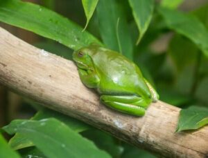 Australian tree frogs can eat snakes