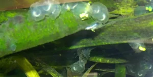 Axolotl eggs