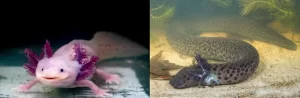 Axolotls and sirens breathe through their gills but also have lungs