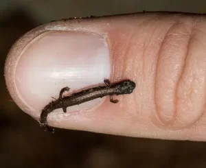 Baby slender salamander