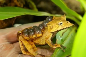 Banded horned tree frog carrying eggs in a pouch on its back