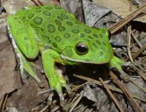 Barking Tree Frog