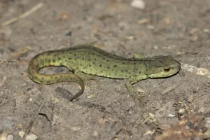 Black spotted newts on the ground