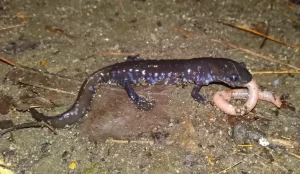 Blue spotted salamander eating a worm