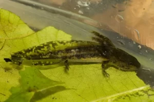 Blue spotted salamander larvae