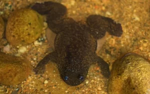 Bornean Flat Headed frog