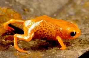 Brachycephalus leopardus saddleback toad