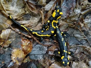 Bright colors warn of the fire salamanders toxin