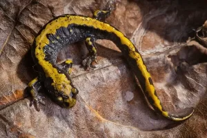 Bright colors warn of the long toed salamanders toxin