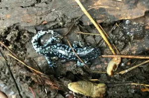 Brightly colored blue spotted salamander