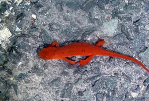 Brightly colored red eft of the eastern newt