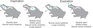 Buccal pumping illustration