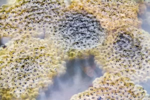 Bumpy frog spawn floating in a pond