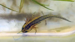 California newt larvae