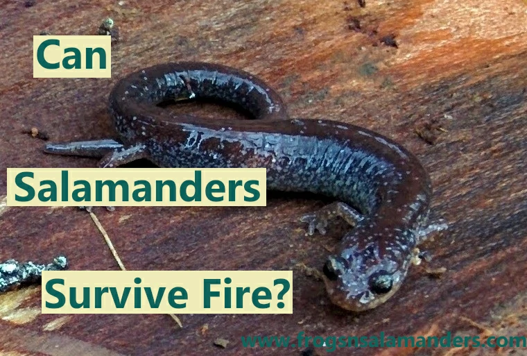 Can Salamanders survive fire?