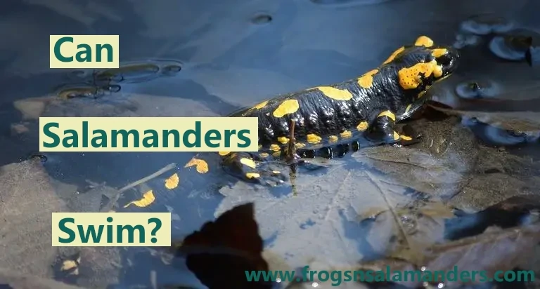 Can Salamanders swim?