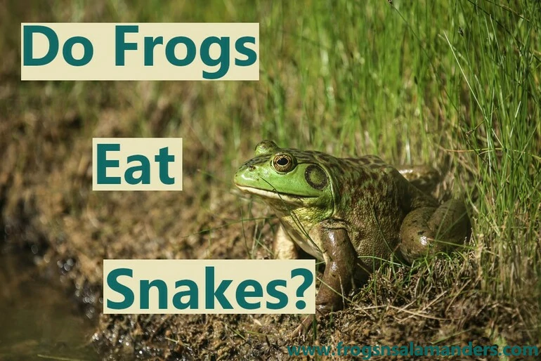 Can a frog eat a snake?