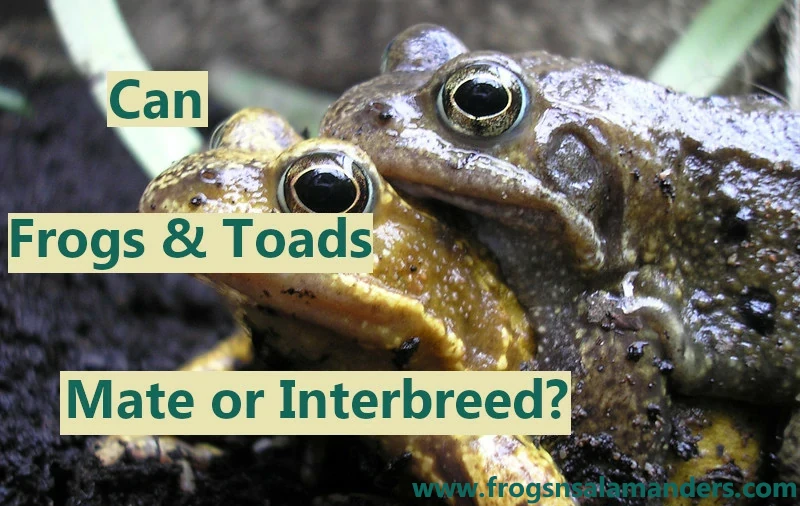 Can frogs and toads mate or interbreed?